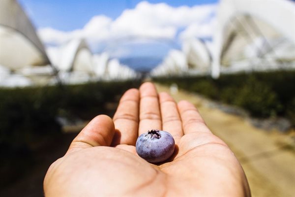 Agrícola Los Cerritos Collage Photo 0