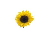 SPERMERCADO GIRASOL HX, C.A. SPERMERCADO GIRASOL HX, C.A.