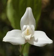 SERVIEMPLEOS MONJA BLANCA, SOCIEDAD ANONIMA